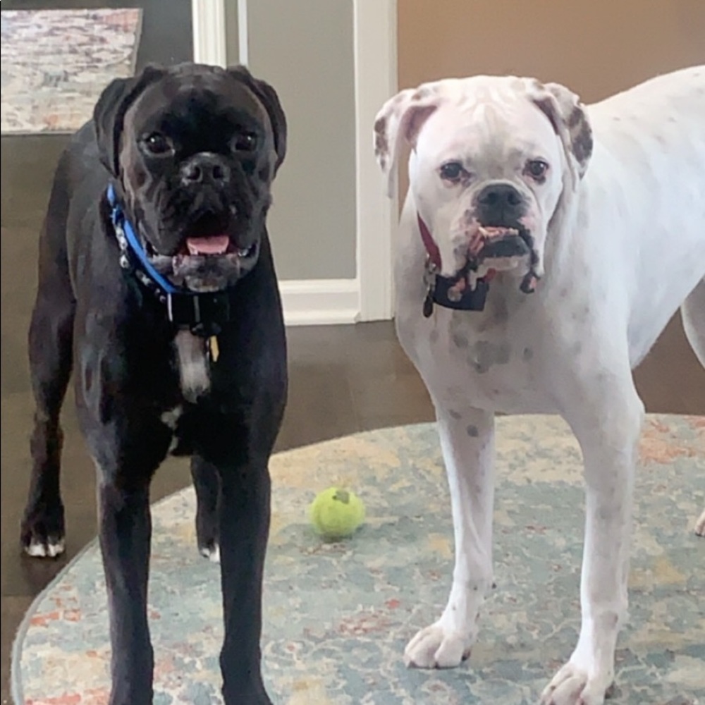 Meet your Posher, Holly